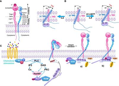 Frontiers | The Activation and Regulation of β2 Integrins in